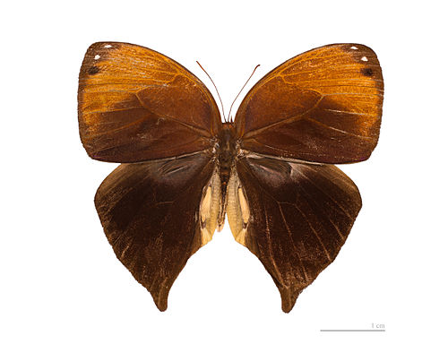 Bia actorion